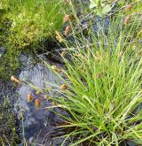 ostřice vrchovištní <i>(Carex paupercula)</i> / Habitus