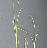 ostřice vrchovištní <i>(Carex paupercula)</i> / Habitus