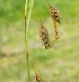 ostřice vrchovištní <i>(Carex paupercula)</i> / Květ/Květenství