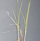 ostřice vrchovištní <i>(Carex paupercula)</i> / Habitus