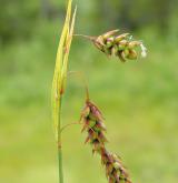 ostřice vrchovištní <i>(Carex paupercula)</i> / Květ/Květenství