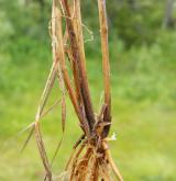 ostřice vrchovištní <i>(Carex paupercula)</i> / Zásobní orgán/orgán klonálního růstu