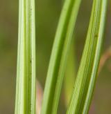 ostřice pochvatá <i>(Carex vaginata)</i> / List