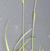 ostřice pochvatá <i>(Carex vaginata)</i> / Habitus