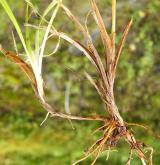 ostřice pochvatá <i>(Carex vaginata)</i> / Zásobní orgán/orgán klonálního růstu