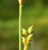 ostřice pochvatá <i>(Carex vaginata)</i> / Plod