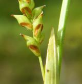 ostřice pochvatá <i>(Carex vaginata)</i> / Plod