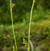 ostřice pochvatá <i>(Carex vaginata)</i> / Květ/Květenství