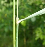 třtina nachová <i>(Calamagrostis phragmitoides)</i> / List