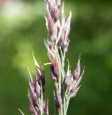 třtina nachová <i>(Calamagrostis phragmitoides)</i> / Květ/Květenství