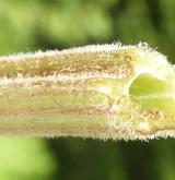 lopuch hajní <i>(Arctium nemorosum)</i> / List