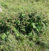 lopuch pýřitý <i>(Arctium pubens)</i> / Habitus