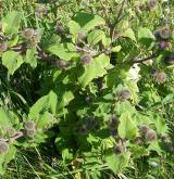 lopuch pýřitý <i>(Arctium pubens)</i> / Habitus