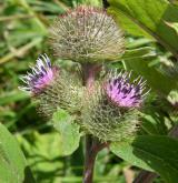 lopuch pýřitý <i>(Arctium pubens)</i> / Květ/Květenství