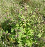 lopuch pýřitý <i>(Arctium pubens)</i> / Habitus