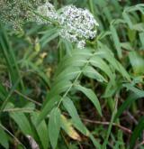 sevlák potoční <i>(Sium latifolium)</i> / Habitus