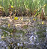 Vegetace bublinatek v mezotrofních a eutrofních vodách <i>(Utricularion vulgaris)</i> / Porost