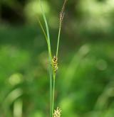 ostřice černoklasá <i>(Carex melanostachya)</i> / Květ/Květenství