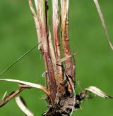 ostřice černoklasá <i>(Carex melanostachya)</i> / Ostatní