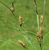 ostřice černoklasá <i>(Carex melanostachya)</i> / Květ/Květenství