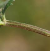 bedrník obecný <i>(Pimpinella saxifraga)</i> / List