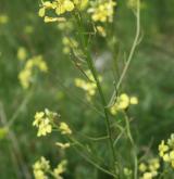 hulevník východní <i>(Sisymbrium orientale)</i> / Květ/Květenství