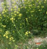 hulevník východní <i>(Sisymbrium orientale)</i> / Habitus