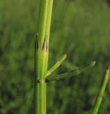 přeslička bahenní <i>(Equisetum palustre)</i> / Stonek