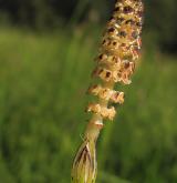 přeslička bahenní <i>(Equisetum palustre)</i> / Květ/Květenství