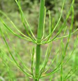 přeslička bahenní <i>(Equisetum palustre)</i> / Habitus