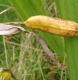 kosatec žlutý <i>(Iris pseudacorus)</i> / Plod