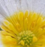 lakušník štítnatý <i>(Batrachium peltatum)</i> / Květ/Květenství