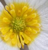 lakušník štítnatý <i>(Batrachium peltatum)</i> / Květ/Květenství