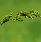 ostřice prodloužená <i>(Carex elongata)</i> / Květ/Květenství