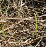 ostřice Micheliova <i>(Carex michelii)</i> / Habitus