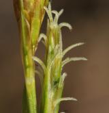 ostřice Micheliova <i>(Carex michelii)</i> / Květ/Květenství