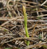 ostřice Micheliova <i>(Carex michelii)</i> / Habitus