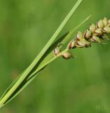 ostřice prosová <i>(Carex panicea)</i> / Květ/Květenství