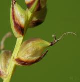 ostřice prosová <i>(Carex panicea)</i> / Květ/Květenství