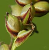 ostřice prosová <i>(Carex panicea)</i> / Květ/Květenství