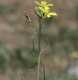 křez tenkolistý <i>(Diplotaxis tenuifolia)</i> / Květ/Květenství