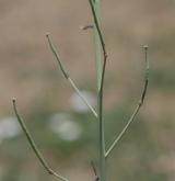 křez tenkolistý <i>(Diplotaxis tenuifolia)</i>