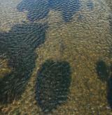 vodní mor kanadský <i>(Elodea canadensis)</i> / Porost