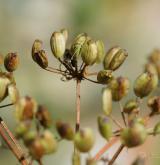 smldník bahenní <i>(Peucedanum palustre)</i> / Plod