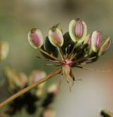 smldník bahenní <i>(Peucedanum palustre)</i> / Plod