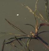 rdest ostrolistý <i>(Potamogeton acutifolius)</i> / Plod