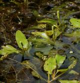 rdest alpský <i>(Potamogeton alpinus)</i> / Porost