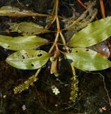 rdest alpský <i>(Potamogeton alpinus)</i> / List