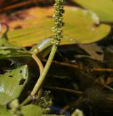 rdest alpský <i>(Potamogeton alpinus)</i> / Květ/Květenství