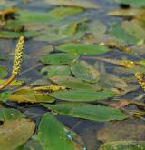 rdest uzlinatý <i>(Potamogeton nodosus)</i> / Květ/Květenství